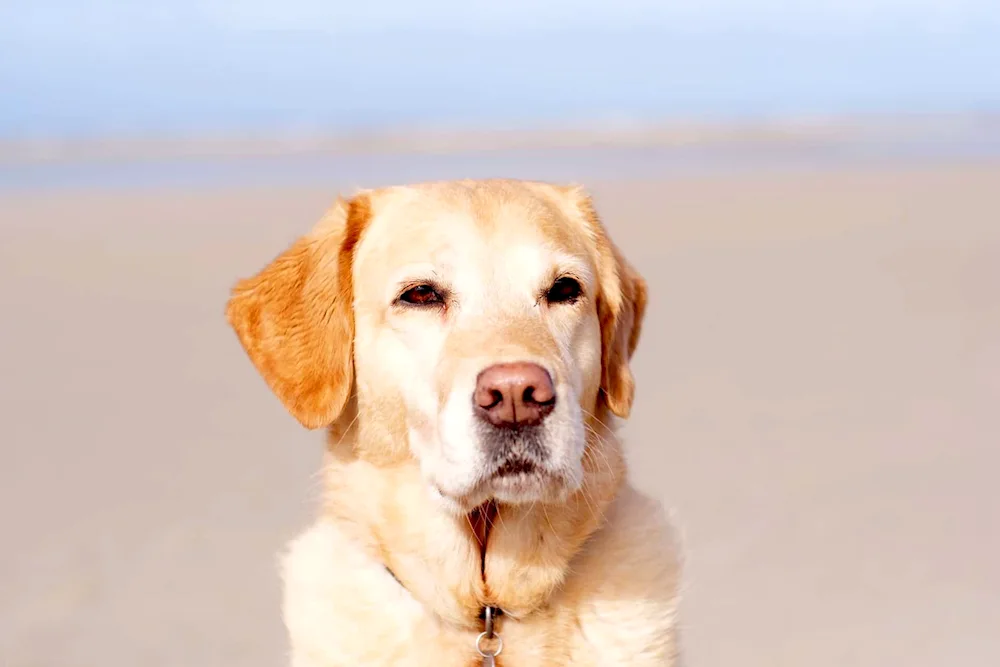 Golden retriever