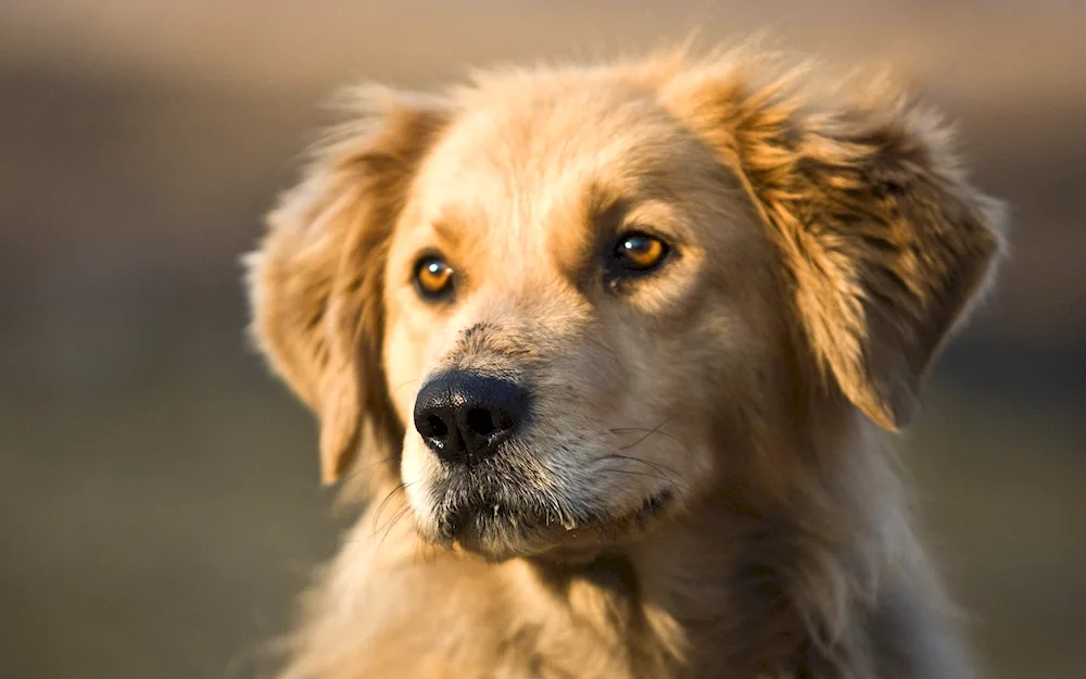 Labrador with mongrel