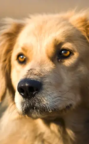 Labrador with mongrel