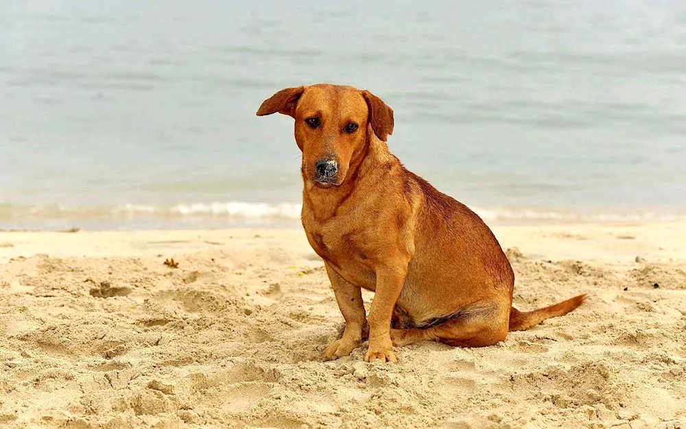 Labrador retriever red