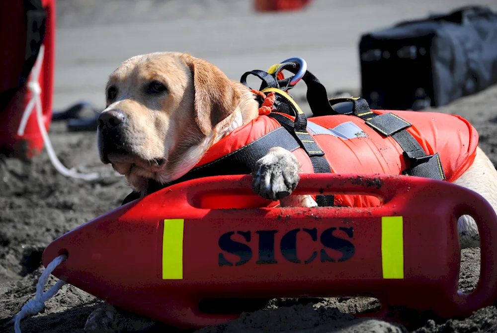 Labrador rescue dog