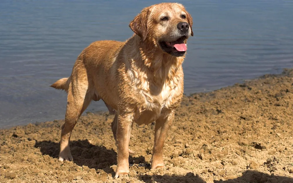 Labrador black