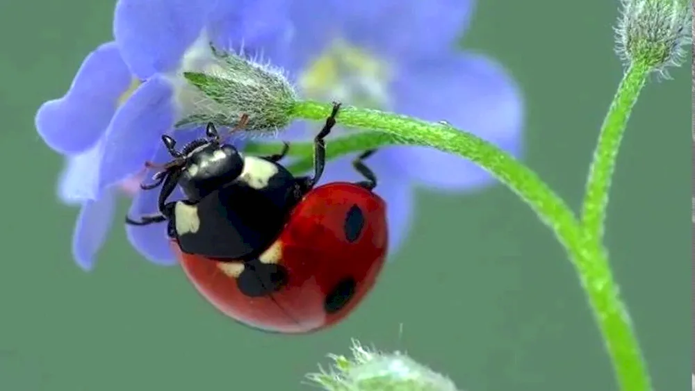 Ladybird ladybird ladybug