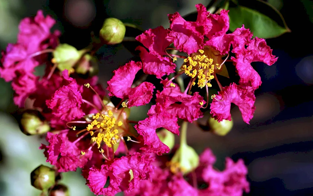 Azalea rhododendron