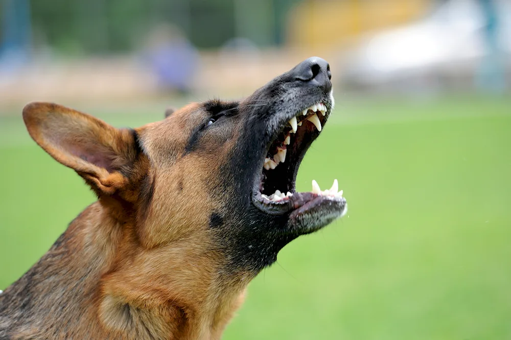 Barking German shepherd sheepdog barking