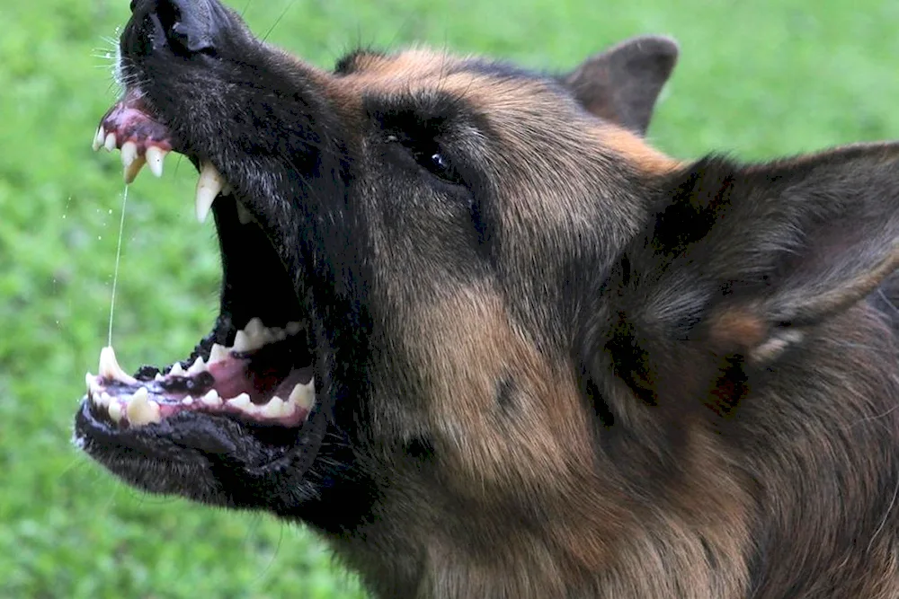 German Shepherd black mean