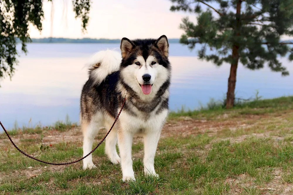 Alaskan Malamute