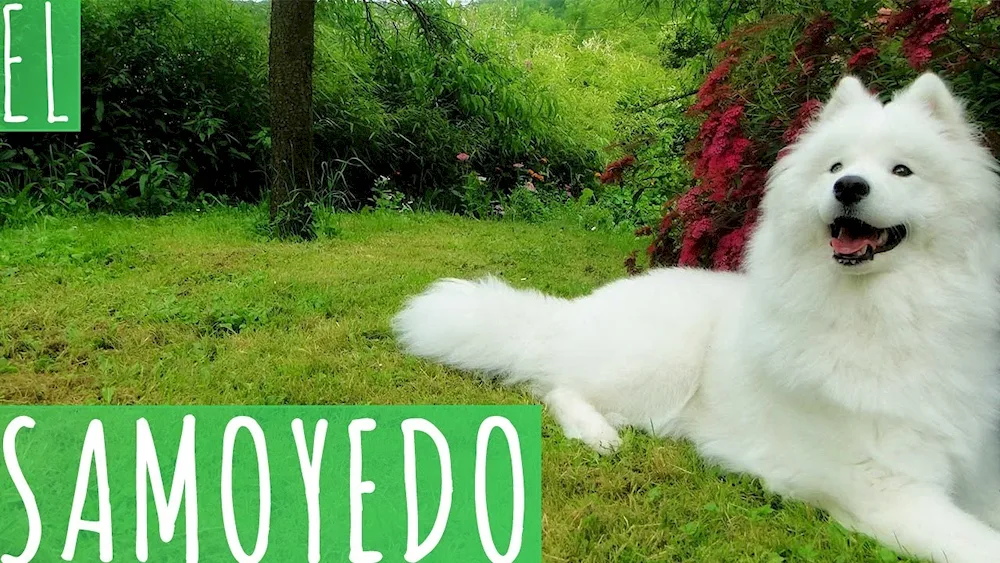 Samoyed dog