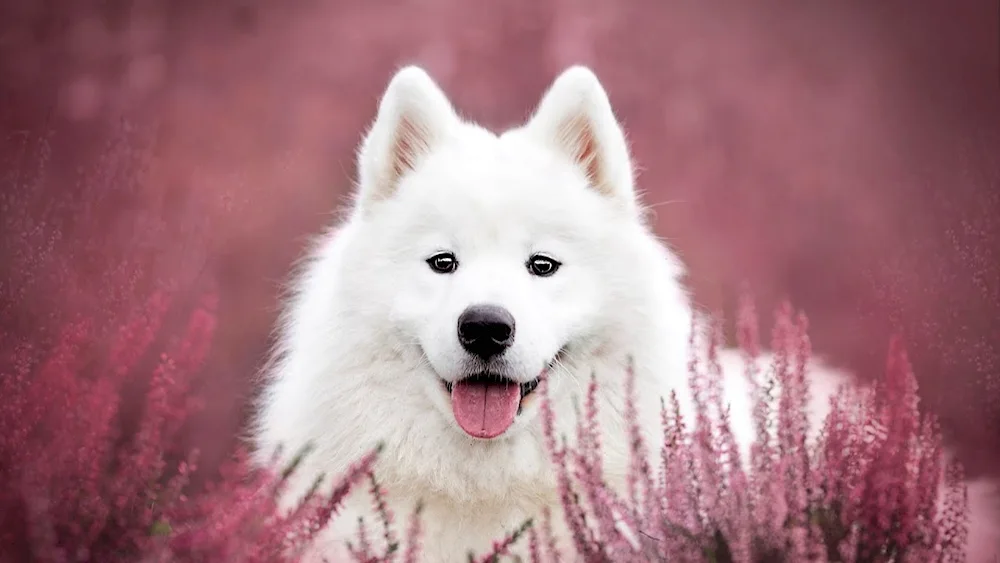 Siberian husky albino husky