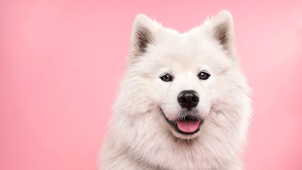 Samoyed husky