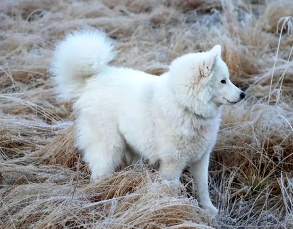 Samoyed husky