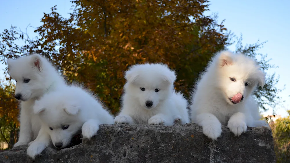 Samoyed husky