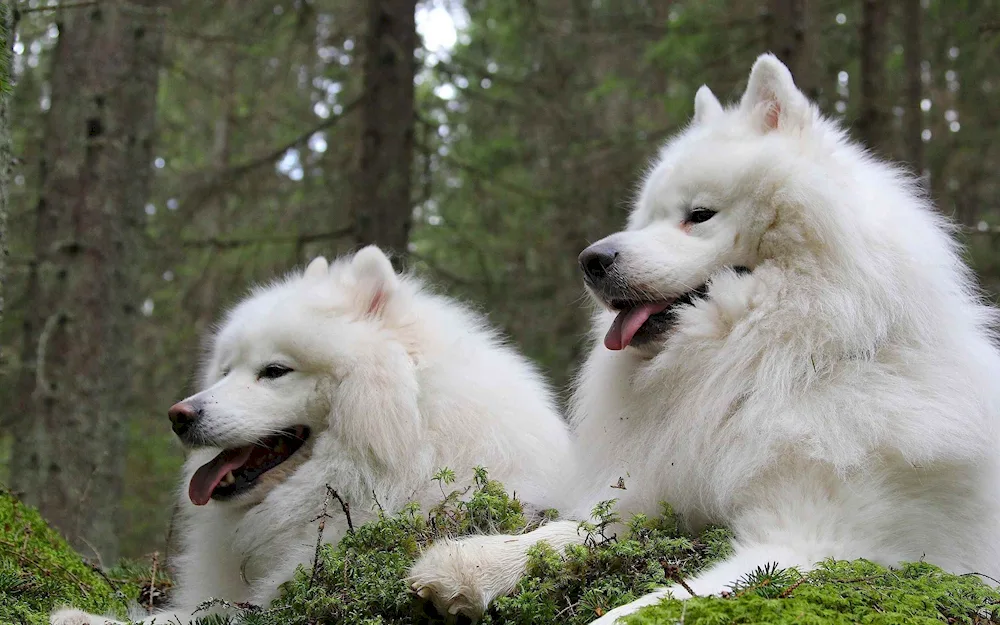 West Siberian husky white