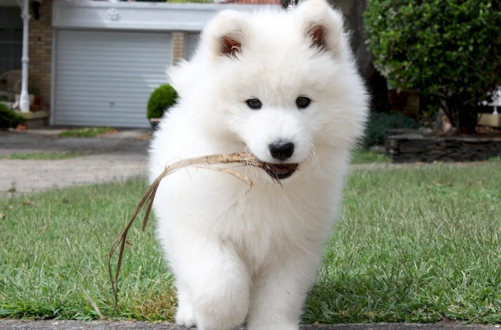 Samoyed husky