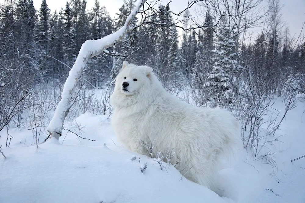 Swiss Shepherd Dog