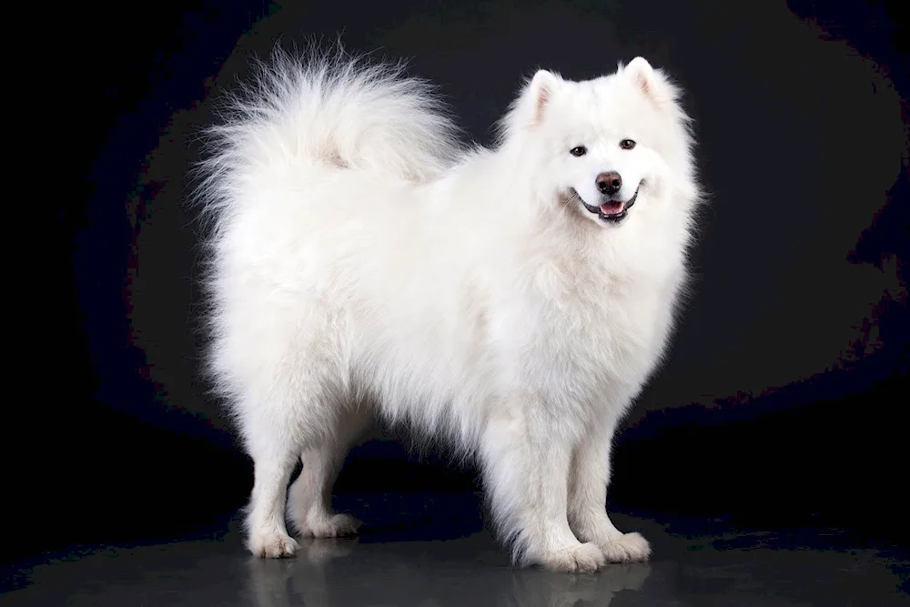 Samoyed husky