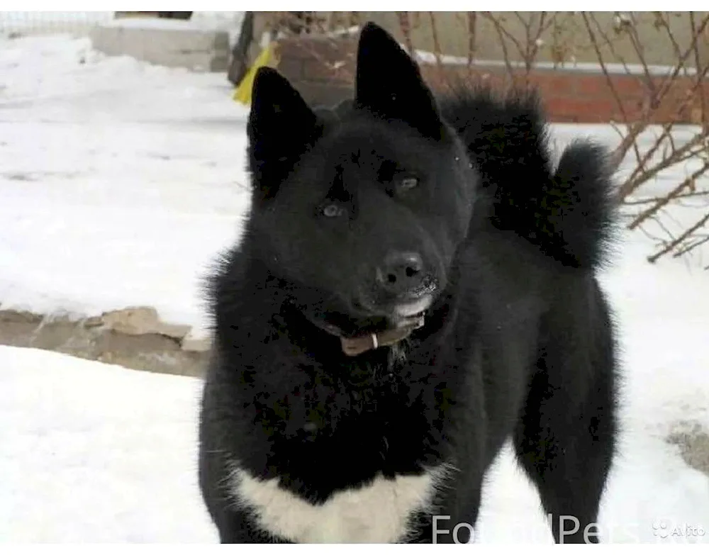 Siberian European husky