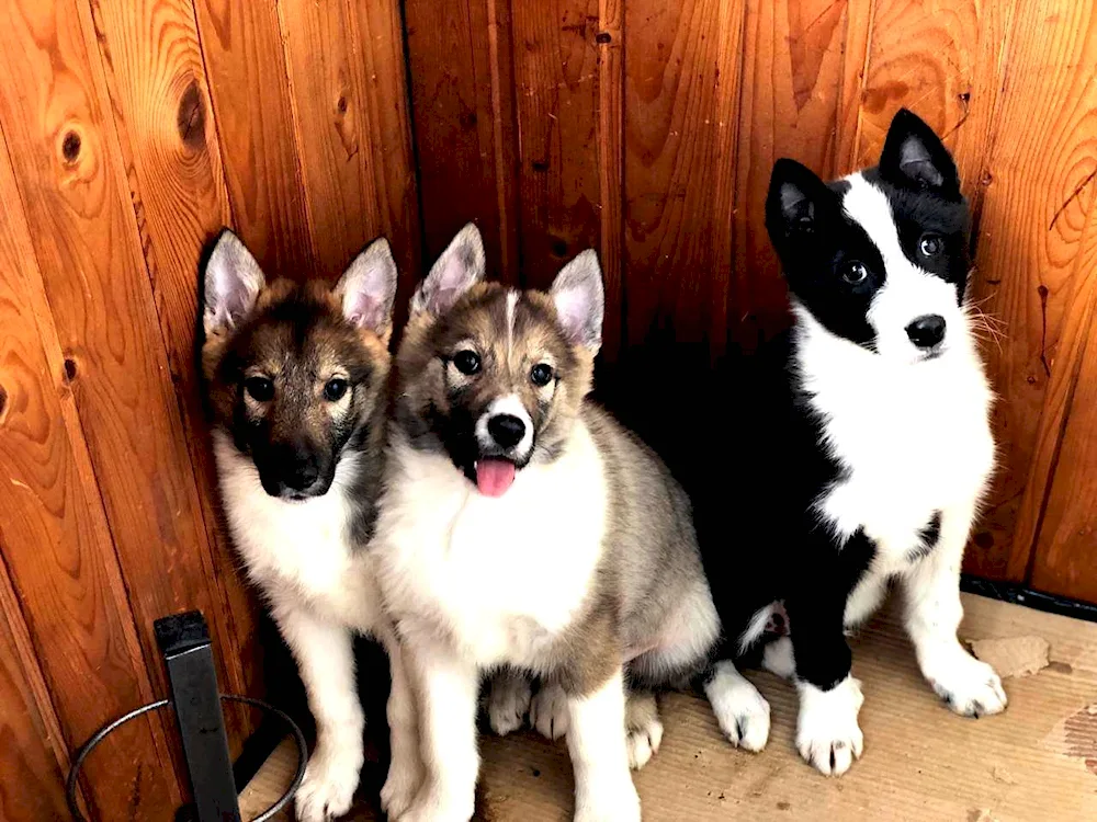 Western Siberian husky pups Siberian husky