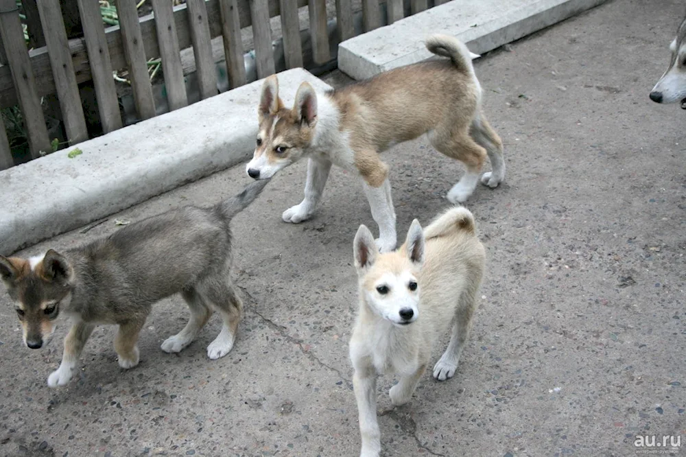 Siberian husky