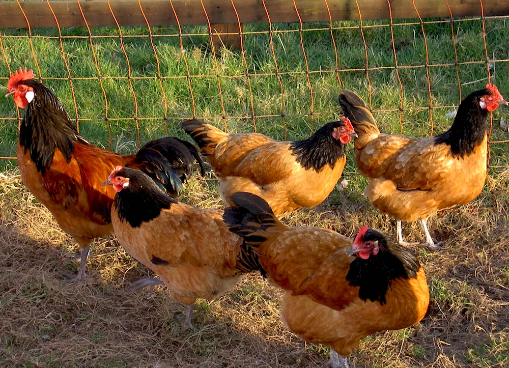 Russian Crested hen