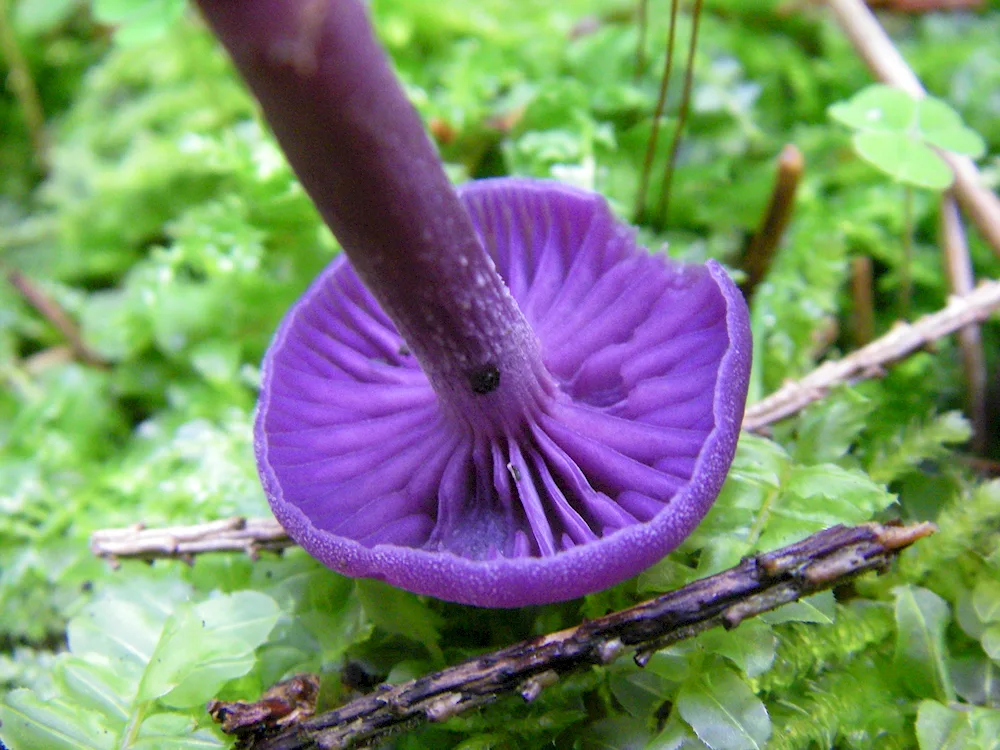 Blue mushroom