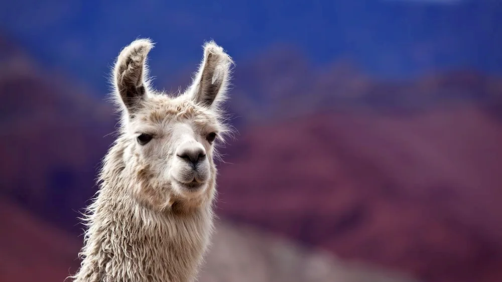 Lama