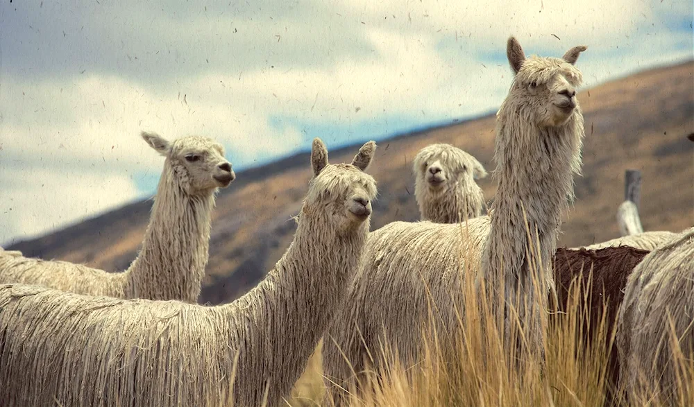 Lama alpaca guanaco