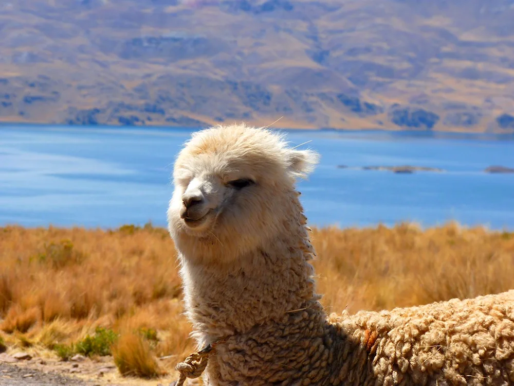 Lama alpaca guanaco