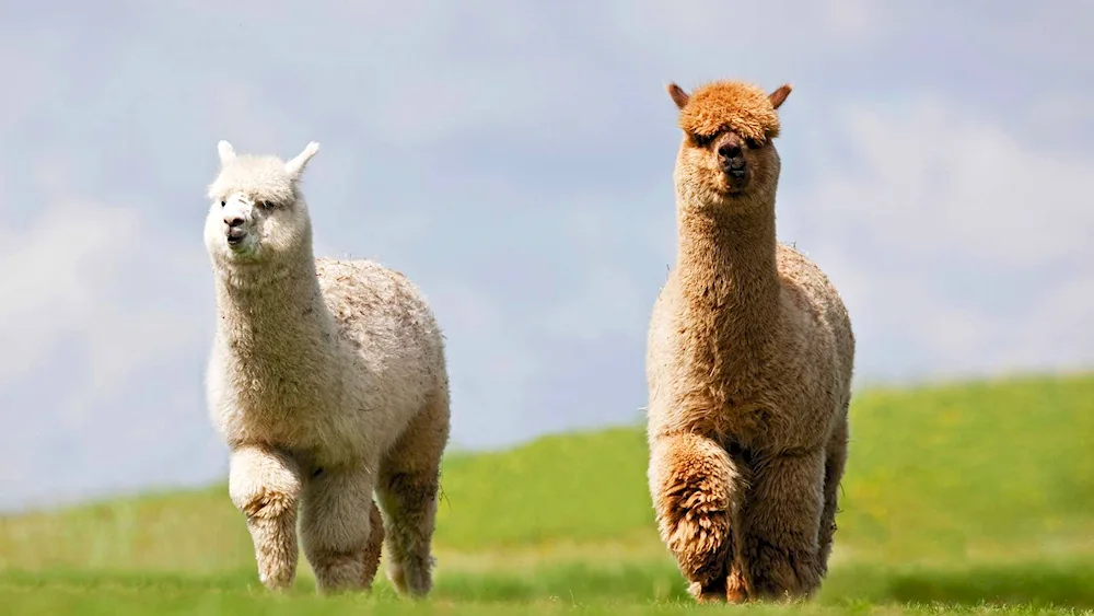 Lama alpaca guanaco