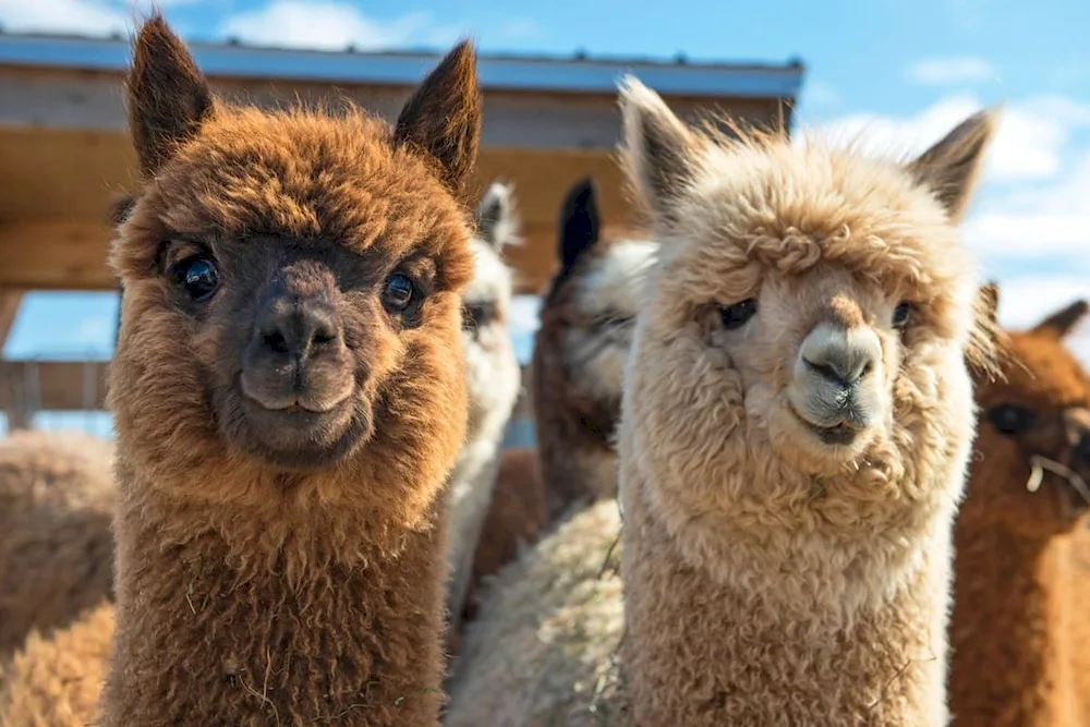 Lama alpaca guanaco