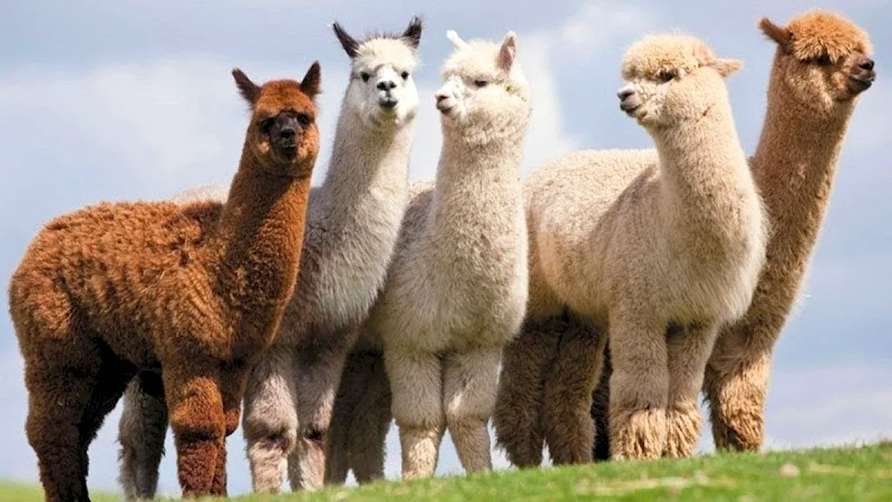 Lama alpaca guanaco Vicuña