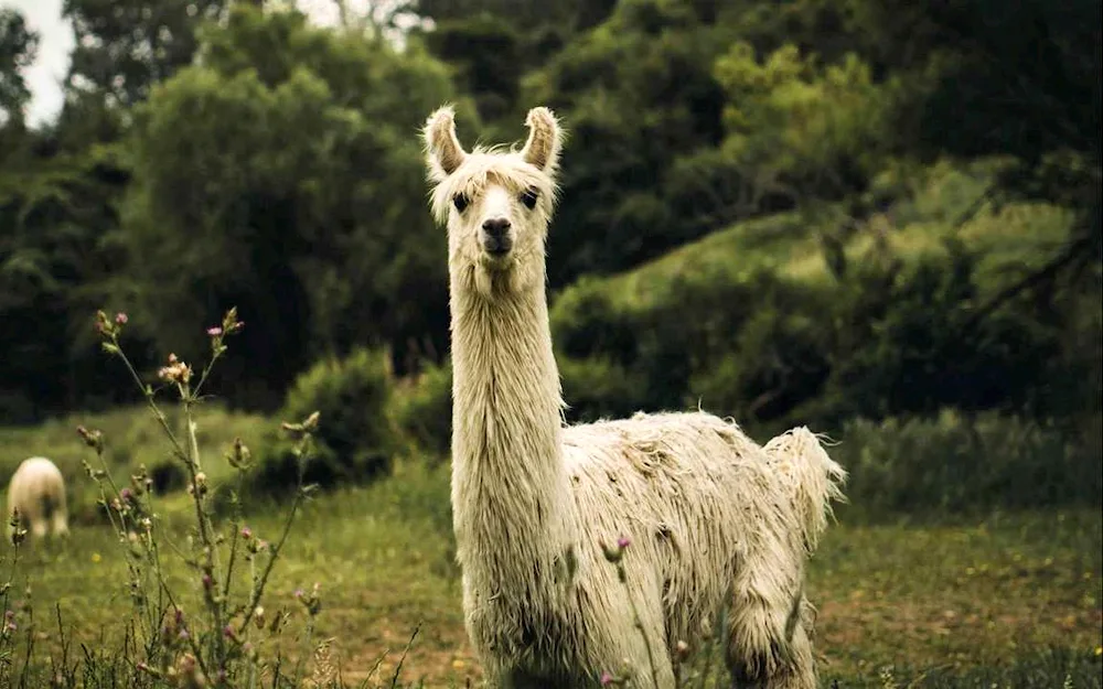 Long-haired llama