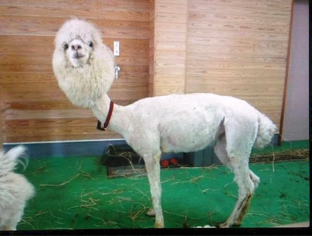 Curly Sheep