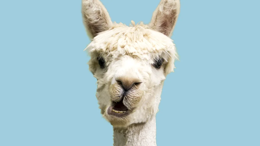 Lama humpbacked