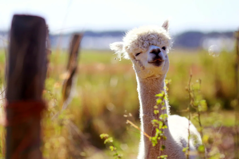 Lama and alpaca