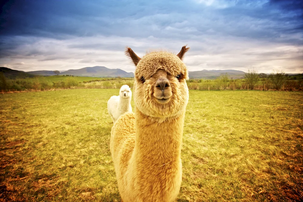 Lama and alpaca