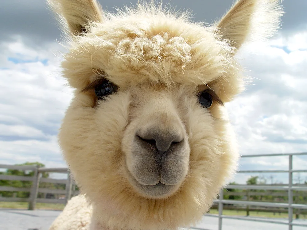 Lama and alpaca. alpaca