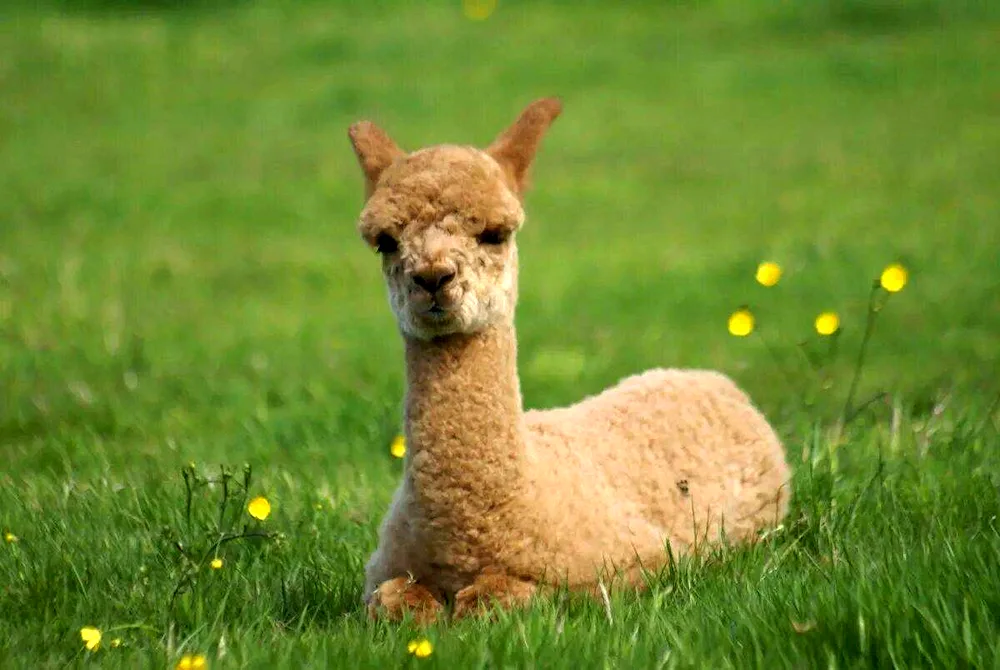 Lama and alpaca