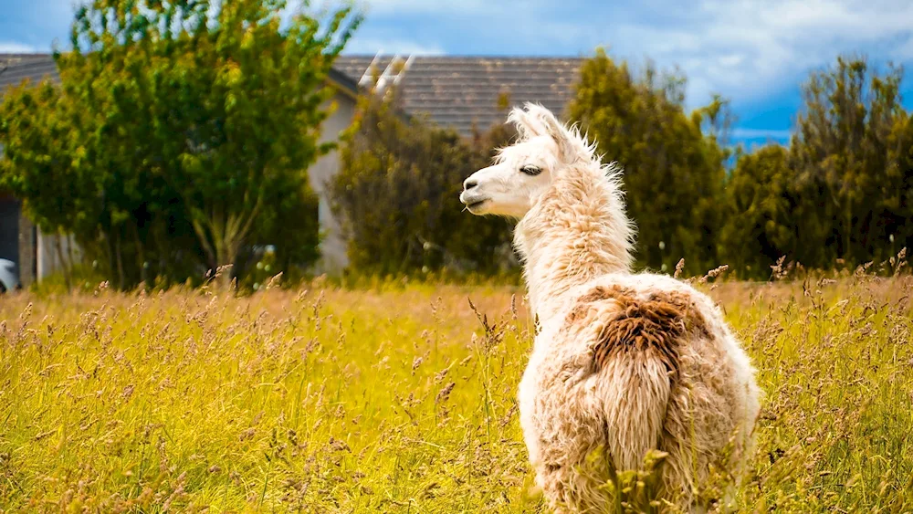 Lama and alpaca