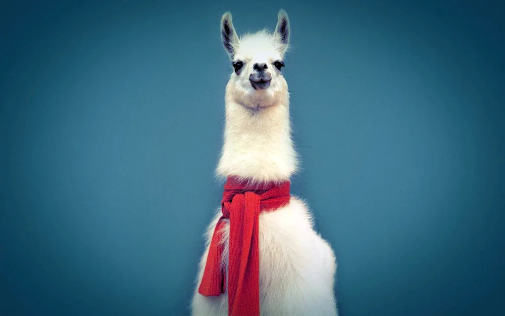 Lama with scarf