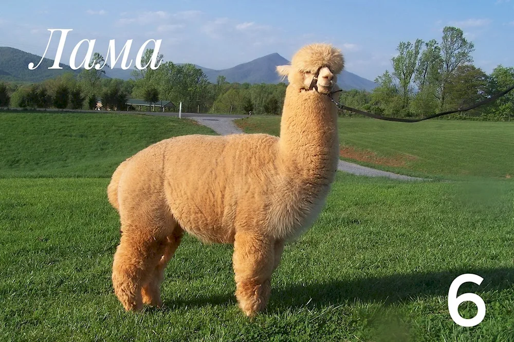 Lama Suri alpaca