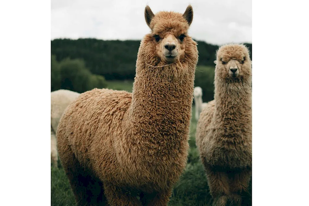 Lamas and alpacas