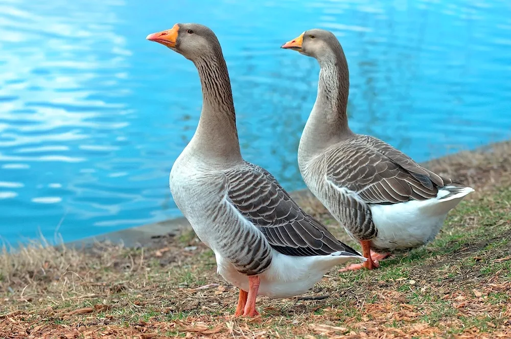 Land geese breed