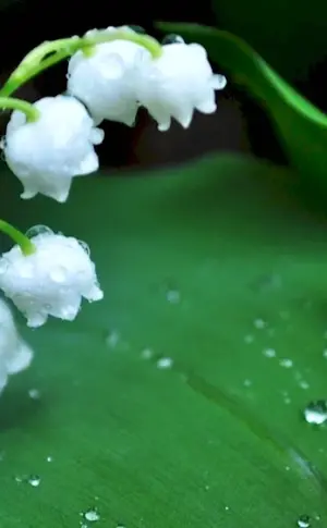 Lily of the valley