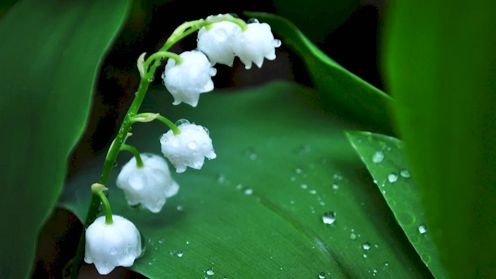 Lily of the valley