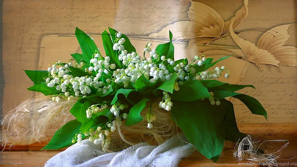 Lily of May