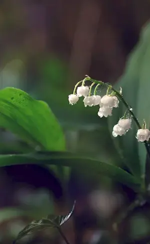 Marsh lily of the valley