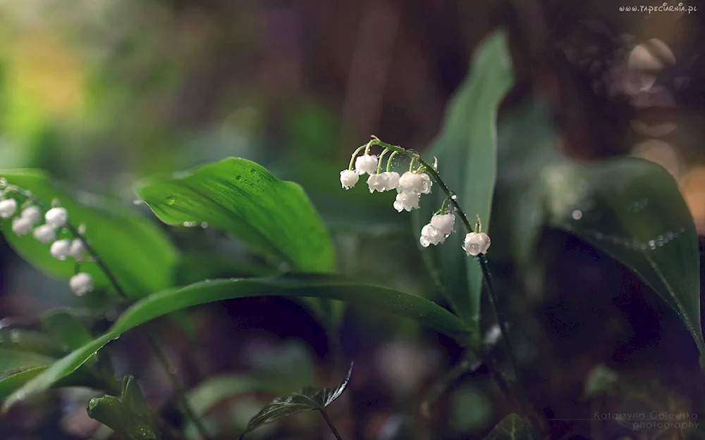 Marsh lily of the valley