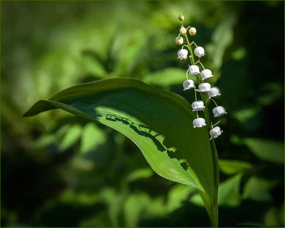 Landysh May flat-leaved