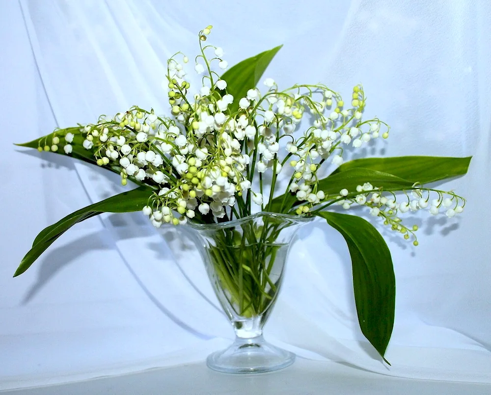Lily of May